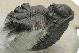 Rare Akantharges Trilobite - Tinejdad, Morocco #225848-3